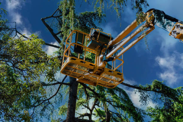 Trusted Gibbon, NE Tree Services Experts
