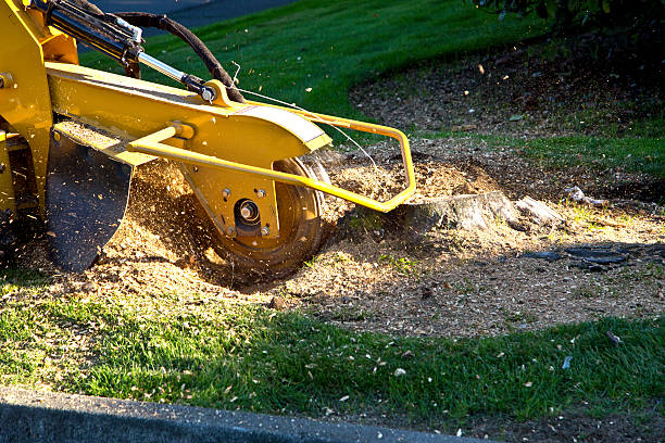 How Our Tree Care Process Works  in  Gibbon, NE